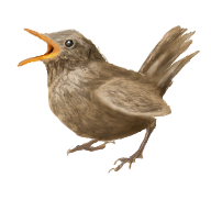 Troglodytes pacificus_V1.png